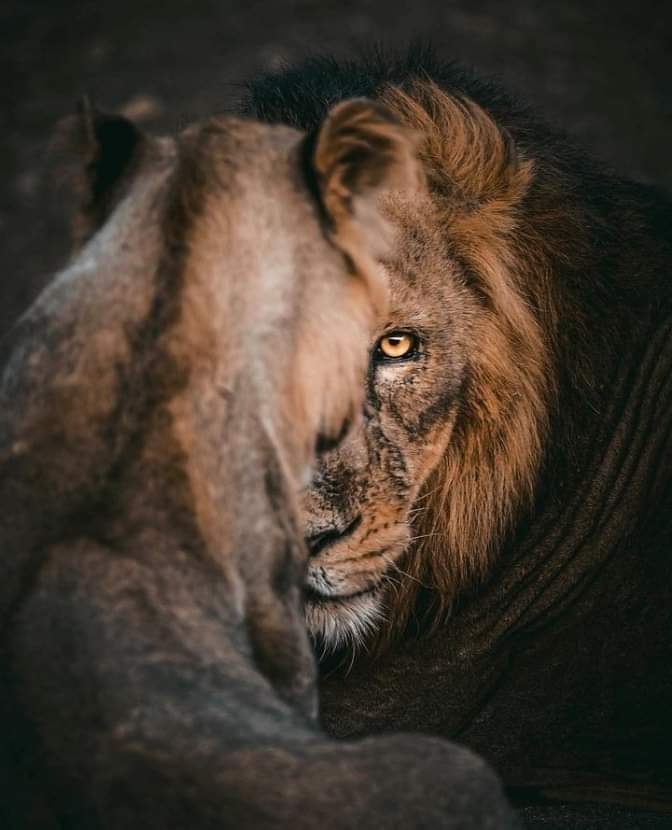 "Зовлонгоо ярих хүнгүй болсон цагтаа л хүн жинхэнэ утгаараа сая хатуужиж эхэлдэг хэмээж ..."
