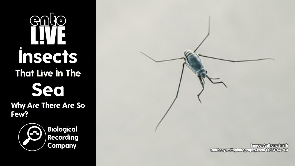 Keiron Derek Brown (@keirondbrown) on Twitter photo π Join <a href="/StuartEReynolds/">Stuart Reynolds</a> on 10 Jun to discover why insects are nearly absent from our oceans. With 1M species on land & freshwater, only a few thrive at sea. FREE webinar!
π eventbrite.co.uk/e/1059534599509
<a href="/RoyEntSoc/">Royal Entomological Society</a> <a href="/BritEntSoc/">BENHS</a> <a href="/Buzz_dont_tweet/">Buglife</a> <a href="/FieldStudiesC/">Field Studies Council</a> <a href="/thembauk/">MBA - Marine Biological Association</a> <a href="/PorcupineMNHS/">Porcupine Marine</a> π Join <a href="/StuartEReynolds/">Stuart Reynolds</a> on 10 Jun to discover why insects are nearly absent from our oceans. With 1M species on land & freshwater, only a few thrive at sea. FREE webinar!
π eventbrite.co.uk/e/1059534599509
<a href="/RoyEntSoc/">Royal Entomological Society</a> <a href="/BritEntSoc/">BENHS</a> <a href="/Buzz_dont_tweet/">Buglife</a> <a href="/FieldStudiesC/">Field Studies Council</a> <a href="/thembauk/">MBA - Marine Biological Association</a> <a href="/PorcupineMNHS/">Porcupine Marine</a>
