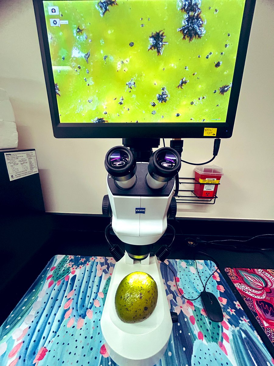 Tropical Plant Clinic & Research Lab (@clinicplant) on Twitter photo Another busy Monday 💪🏼, working hard to keep #avocado #aguacate #palta 🥑🥑🥑healthy through the development of better/faster diagnostic tools 🔬🧫🧪🧬
<a href="/fungindrublic/">Jorge Ronny Díaz Valderrama</a> <a href="/CaSendoyaC_/">Carlos A. Sendoya-Corrales</a> <a href="/UFPlantPath/">UF/IFAS Plant Pathology Department</a> <a href="/UFTropical/">UF IFAS Tropical Research and Education Center</a> <a href="/UF_IFAS/">UF IFAS Solutions</a> <a href="/NPDN/">National Plant Diagnostic Network</a> <a href="/USDA_APHIS/">USDA Animal and Plant Health Inspection Service</a> <a href="/APS_Tropical/">APS Tropical Plant Pathology Committee</a> <a href="/icpp2023/">ICPP2023</a> @icpp2028 <a href="/EPPOnews/">EPPO OEPP</a> Another busy Monday 💪🏼, working hard to keep #avocado #aguacate #palta 🥑🥑🥑healthy through the development of better/faster diagnostic tools 🔬🧫🧪🧬
<a href="/fungindrublic/">Jorge Ronny Díaz Valderrama</a> <a href="/CaSendoyaC_/">Carlos A. Sendoya-Corrales</a> <a href="/UFPlantPath/">UF/IFAS Plant Pathology Department</a> <a href="/UFTropical/">UF IFAS Tropical Research and Education Center</a> <a href="/UF_IFAS/">UF IFAS Solutions</a> <a href="/NPDN/">National Plant Diagnostic Network</a> <a href="/USDA_APHIS/">USDA Animal and Plant Health Inspection Service</a> <a href="/APS_Tropical/">APS Tropical Plant Pathology Committee</a> <a href="/icpp2023/">ICPP2023</a> @icpp2028 <a href="/EPPOnews/">EPPO OEPP</a>