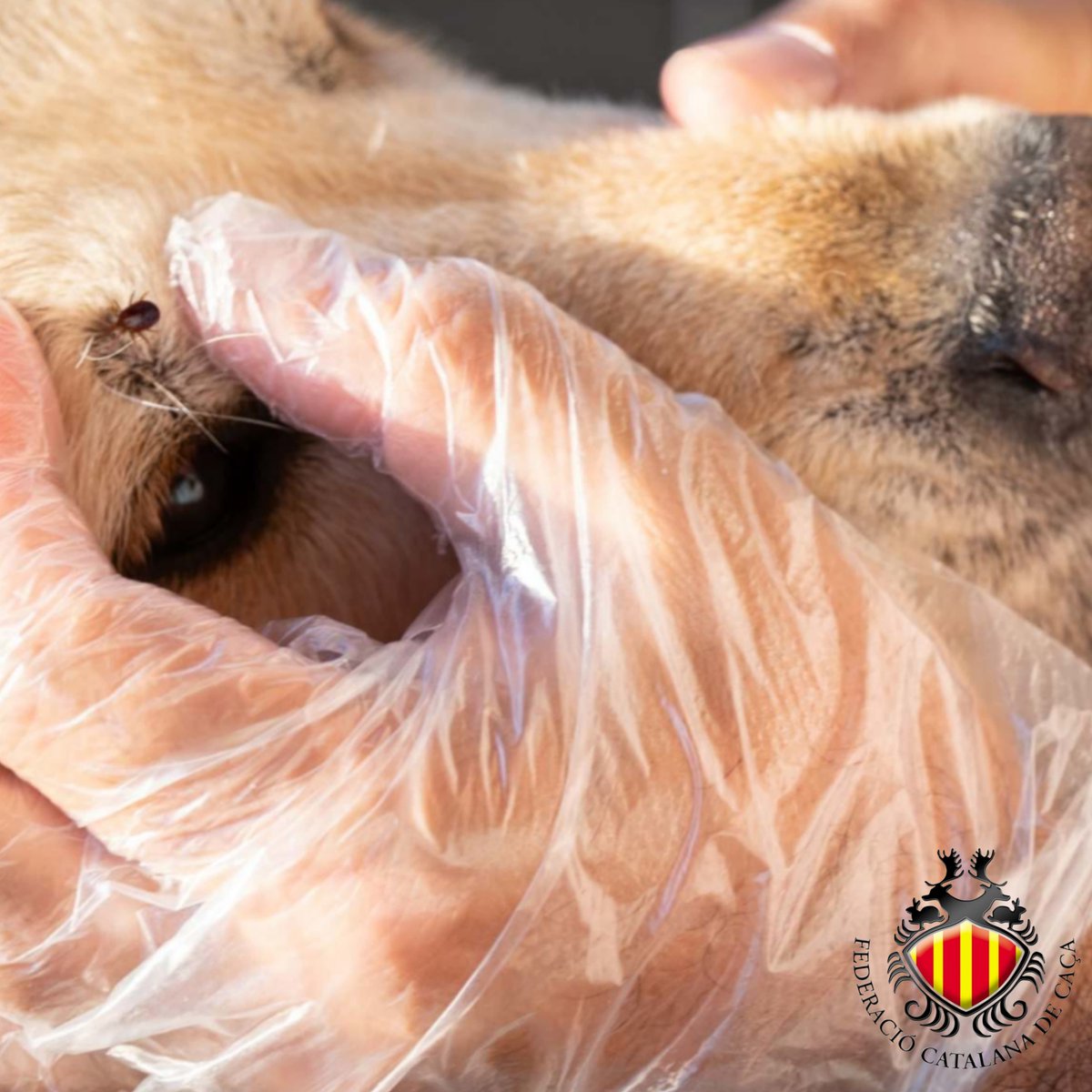 Federació Catalana de Caça tweet media