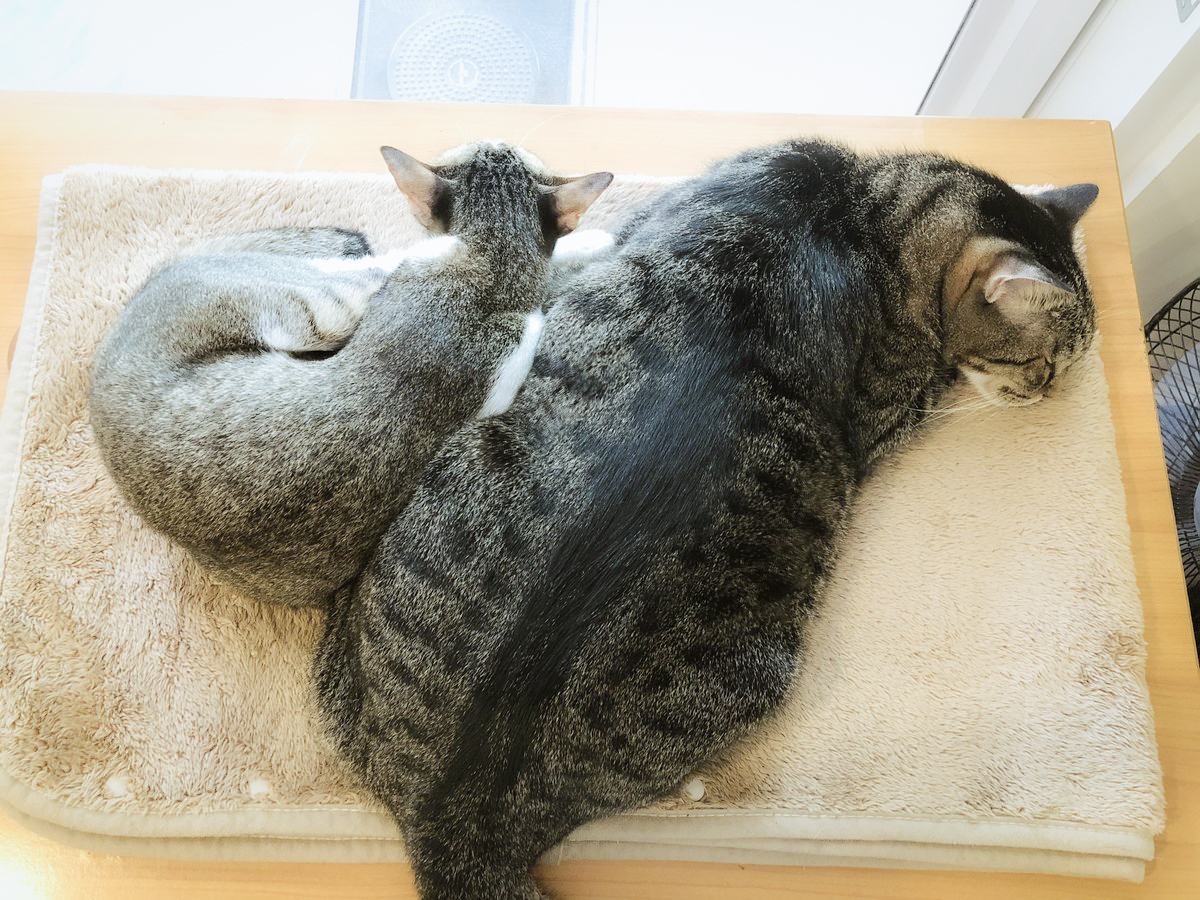 LotusDesign3's tweet photo. サイズ感！（どちらも成猫です😂） https://t.co/Om4XyPA0sy