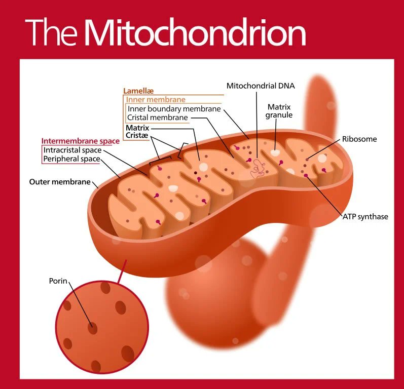 What is 31P-MRS
Uses MRI technology to track phosphocreatine (PCr), a molecule crucial for rapid ATP...