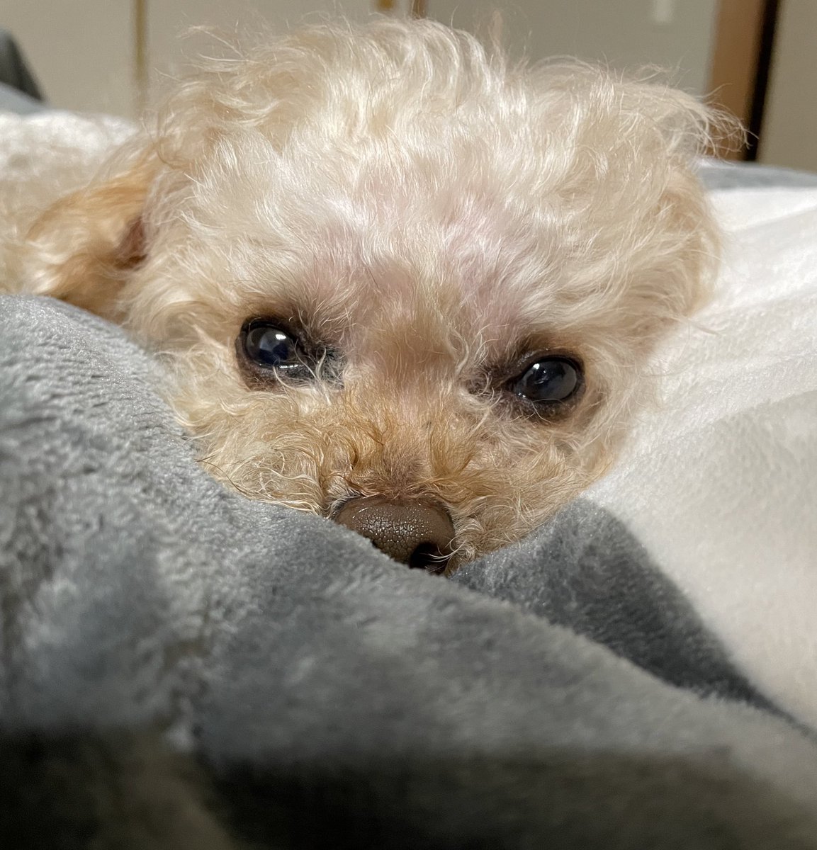 anan0111_wan's tweet photo. 今日は寒かったねー
暖かいお部屋で眠くなってきた🐶
おやすみ💤🌙 https://t.co/Y5cb7NlR2c