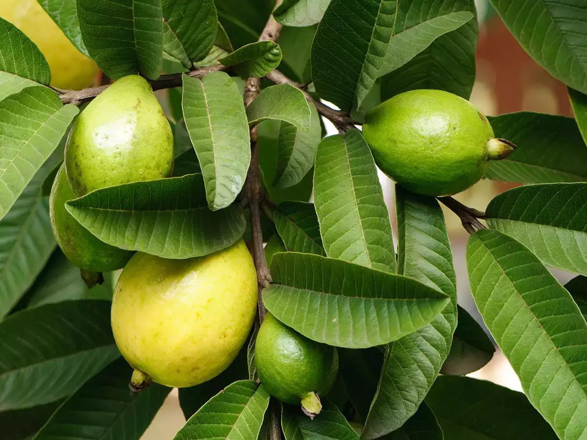 safonyameherbal's tweet photo. Guava leaves helps in the treatments of;

🍀Premature ejaculation
🍀Cough
🍀Low sperm count 
🍀Diarrhoea 
🍀Hypertension
🍀Stomach ulcer
🍀low immunity
🍀Blur vision
🍀Painful menstruation

Boil the leaves with water for 15mins and take 90mls three times daily. https://t.co/iXsn0mluRJ