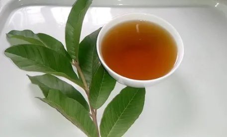 safonyameherbal's tweet photo. Guava leaves helps in the treatments of;

🍀Premature ejaculation
🍀Cough
🍀Low sperm count 
🍀Diarrhoea 
🍀Hypertension
🍀Stomach ulcer
🍀low immunity
🍀Blur vision
🍀Painful menstruation

Boil the leaves with water for 15mins and take 90mls three times daily. https://t.co/iXsn0mluRJ