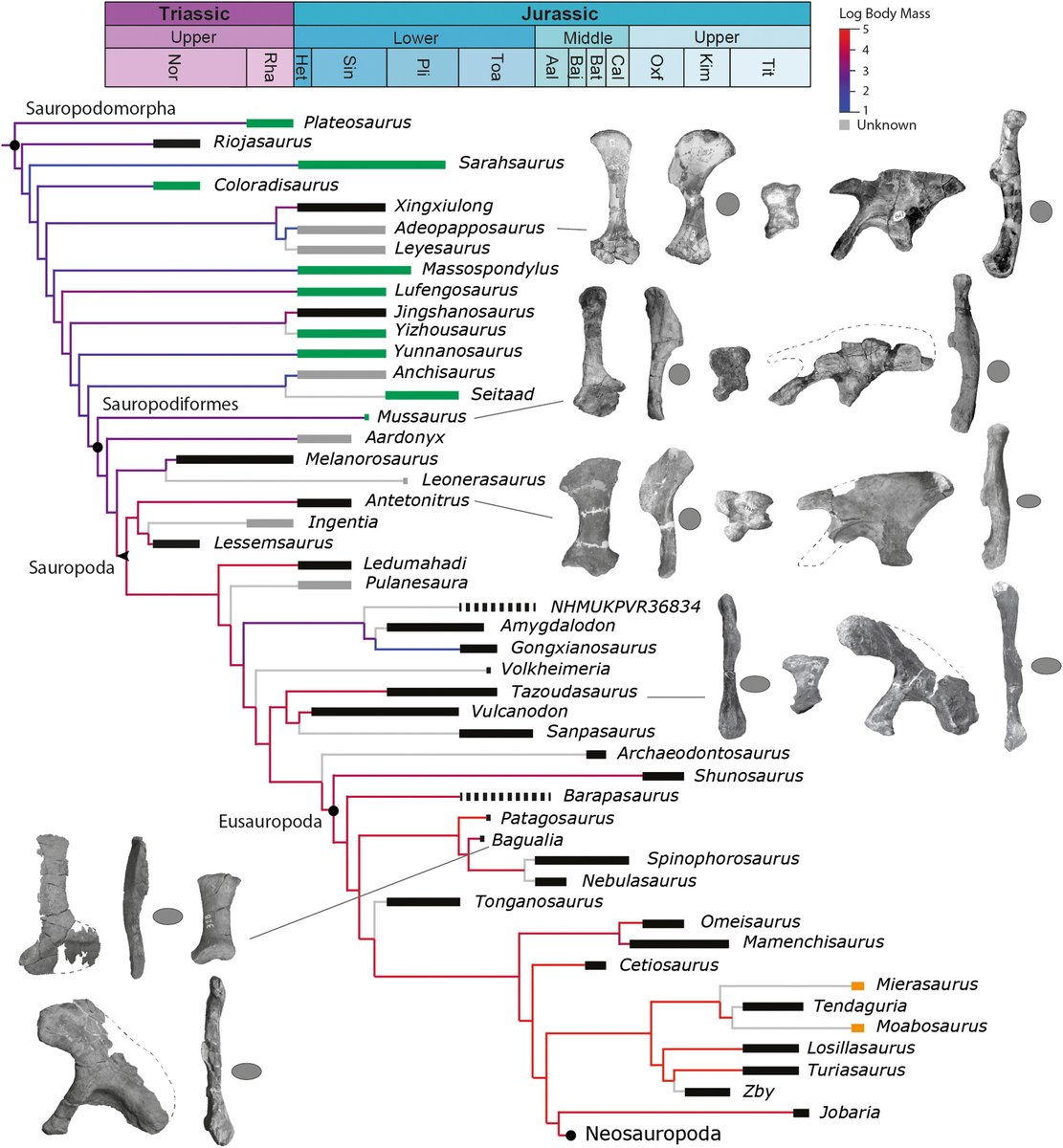 CladisticsAlert's tweet image. ⚠️ #NewPaperAlert 🦕
Osteology of the appendicular skeleton of 𝘉𝘢𝘨𝘶𝘢𝘭𝘪𝘢 𝘢𝘭𝘣𝘢 (Dinosauria, Eusauropoda) from the Lower Jurassic of Patagonia and the macroevolutionary history of early eusauropods

By Gomez et al.

shorturl.at/RCdKS

#Fossils #Osteology #Patagonia