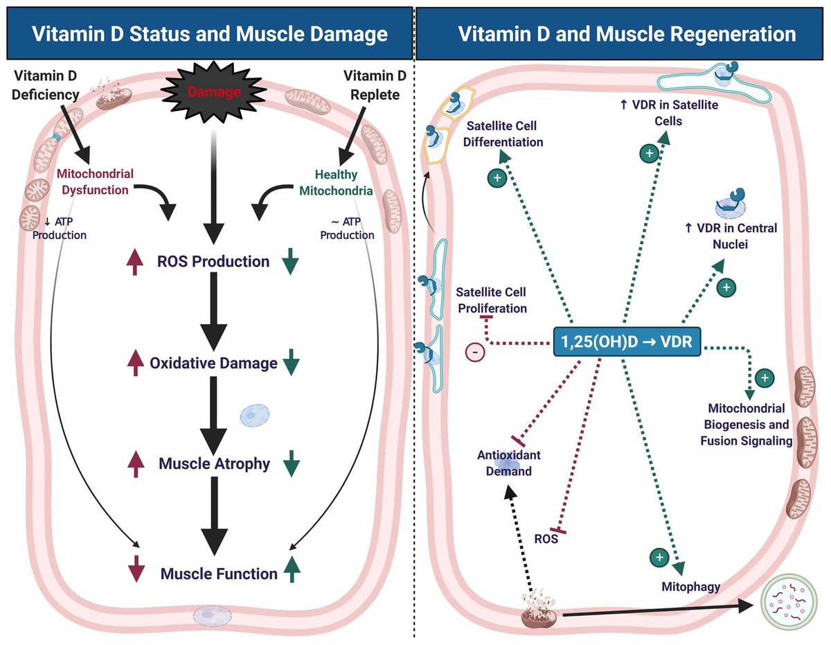 The mechanism of this is unclear, but vitamin D may help:
1⃣Regulate calcium influx in muscle cells,...