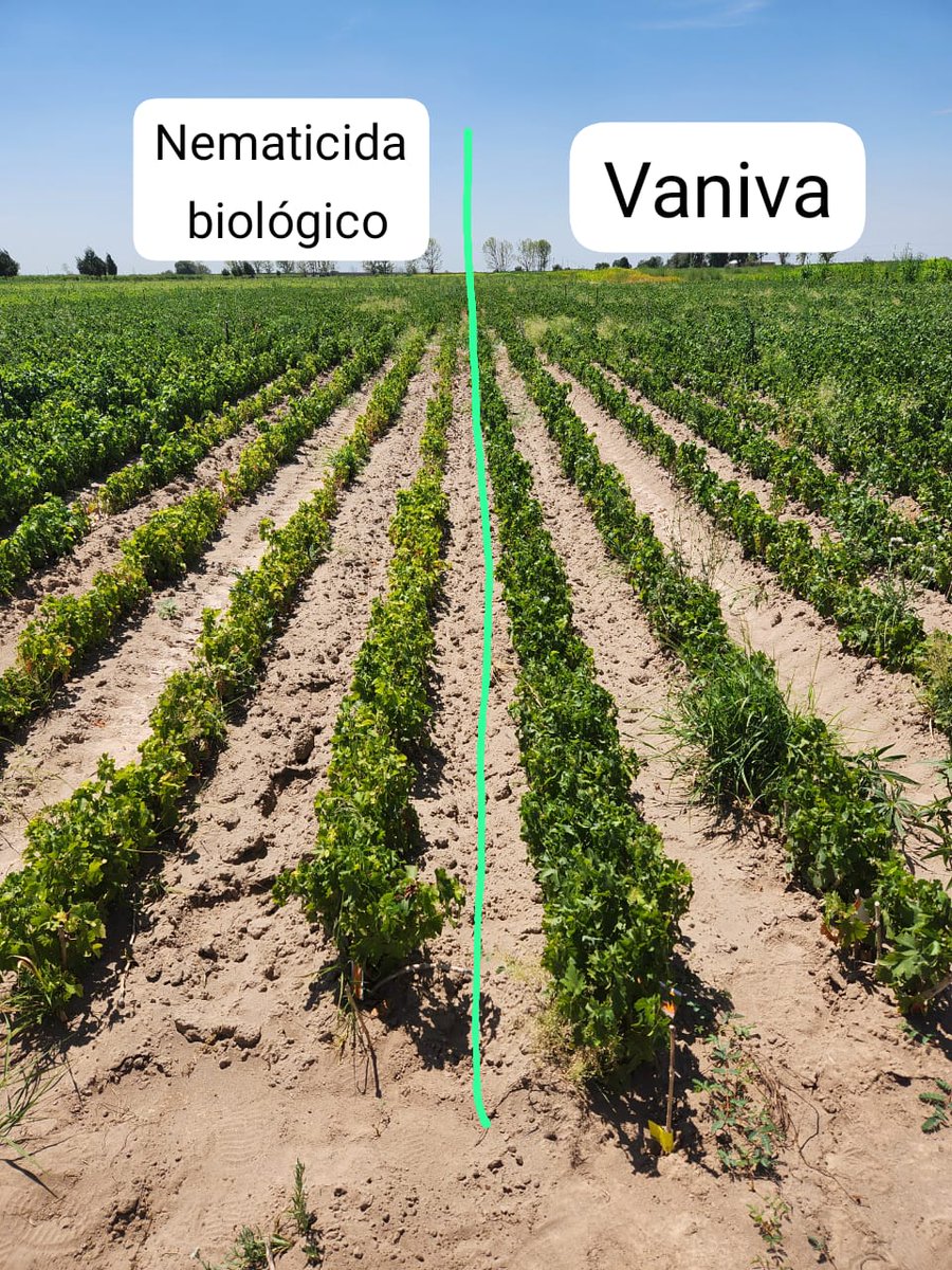 Marcos Fontana tweet media