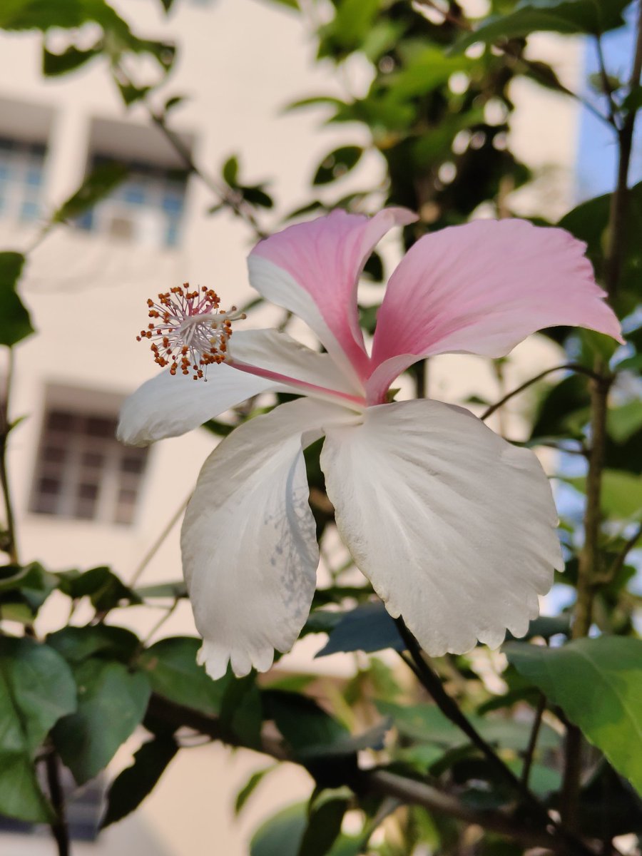#Random

My daughter calls it strawberry n vanila 'mandara' - that's hibiscus 🌺