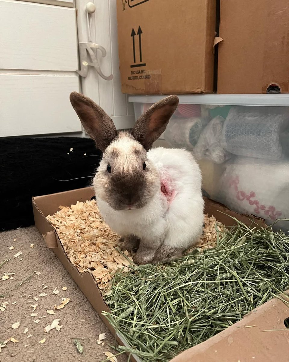 bunbun