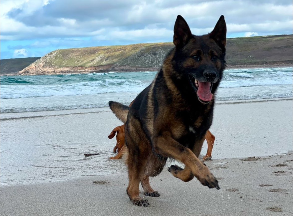 999WAGS's tweet photo. We’re extremely sad to announce the passing of RPD Olaf yesterday 💙

The Big O as he was known as by so many was a big friendly giant who during his policing career knew exactly when to switch into work mode. Olaf retired from his role as a GP Police Dog with Avon & Somerset Police in July 2021 after he was found to have a limbal melanoma in his eye. During his retirement Olaf was often used to puppy test the new dogs coming through the system as he was so good with other dogs! 

Olaf settled perfectly into his retirement and was given a wonderful life filled with love from his family. He absolutely loved his car journeys and going on walks with his pack. He was loved by everyone he met along the way and adored by his family and friends.

Olaf was a magnificent dog who was so full of life up until his passing. His family and pack loved him dearly and he will be sorely missed.

Thank you for your service Big O, you will never be forgotten. 

Rest easy and run free up there with Tyke and Bear 💙🐾