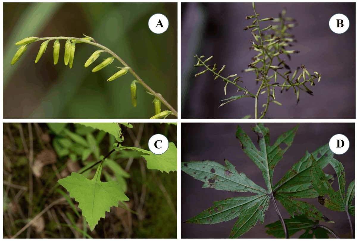 DiversityMDPI's tweet photo. 🔬Interesting paper
📖Phylogenomic Analysis of Two Species of Parasenecio and Comparative Analysis within Tribe Senecioneae (Asteraceae)
🔍by Liu et al
Article Views 2055
Citations 9
#Phylogenomics #PlantEvolution #DNAAnalysis #ComparativeGenomics
🧪https://t.co/dv5jinV1Ah https://t.co/Nvos6bfLo6