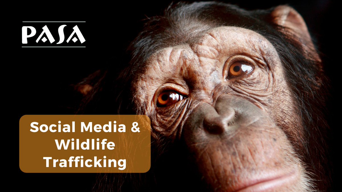 #SocialMedia connects us in incredible ways—but it can also be a dangerous tool in the illegal wildlife trade. 📱 Discover how online platforms are being exploited to fuel #wildlifetrafficking and what we can do to help stop it👉pasa.org/awareness/soci…