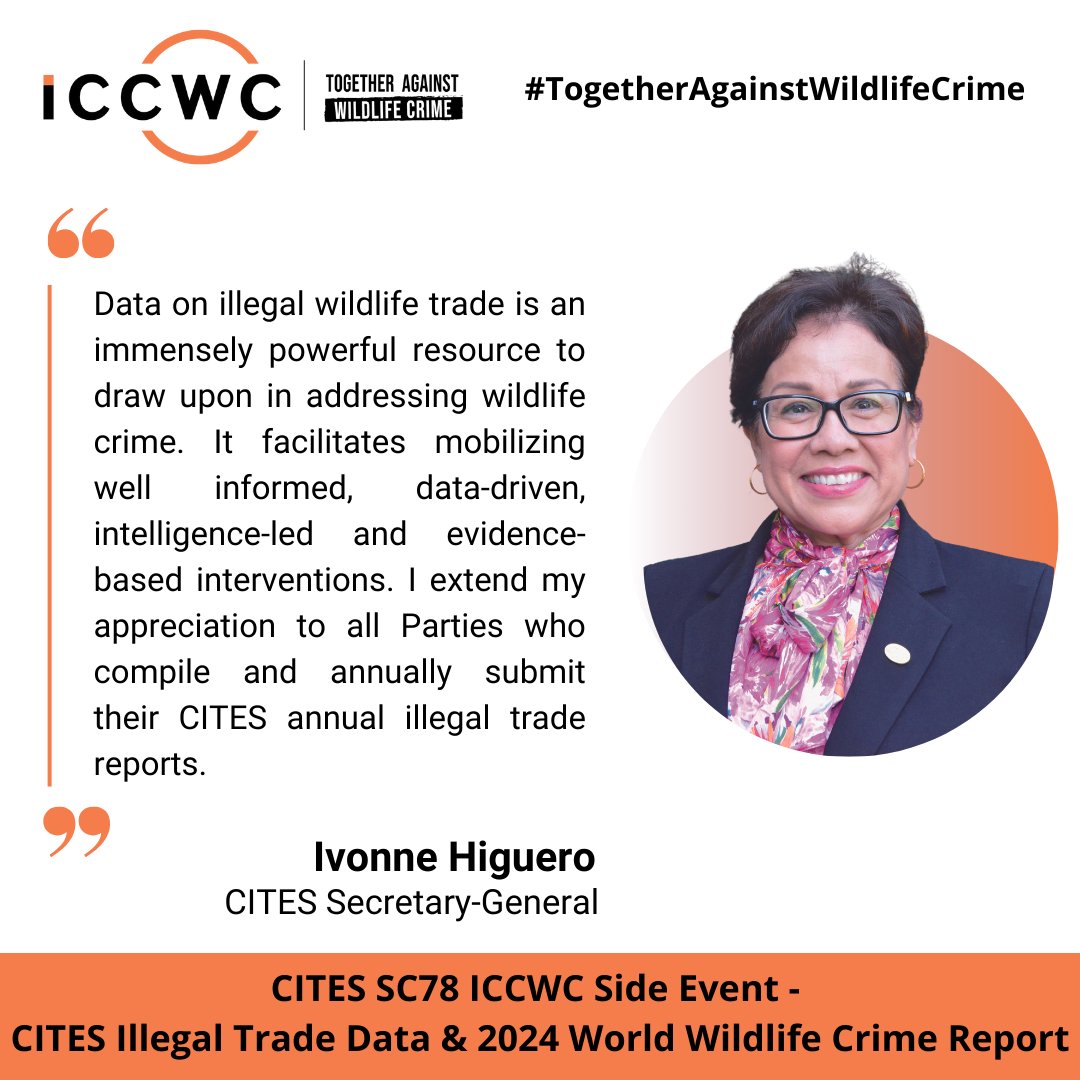 There are almost 130,000 seizure records reported by Parties in the <a href="/CITES/">CITES</a> Illegal Trade Database. 📊

CITES Secretary-General <a href="/ivonnehiguero/">Ivonne Higuero</a> opened the #ICCWC side event today, held alongside CITES #SC78 and spoke about the importance of data. 

#TogetherAgainstWildlifeCrime