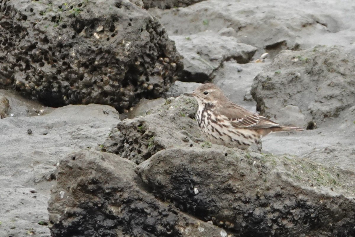 Tokyo for Bird's Wildlife Japan adventure. Spent today #urbanbirding. New birds galore with Brown-headed Thrush, C&amp; Japanese Bush-Warblers among the highlights.  Bullet train in morning! #BirdsSeenIn2025 #Birds