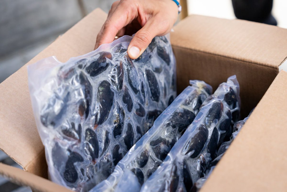 gustavomelella's tweet photo. 🌊 Primera exportación de mejillones fueguinos
Hoy, el Grupo Newsan Food realizó la primera exportación de mejillones fueguinos, un hecho histórico para nuestra provincia y un gran paso en la diversificación de nuestra matriz productiva. https://t.co/GO0KKYeC2J