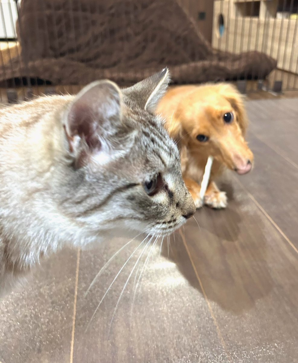 ちとせ on X: ちとせ on X: