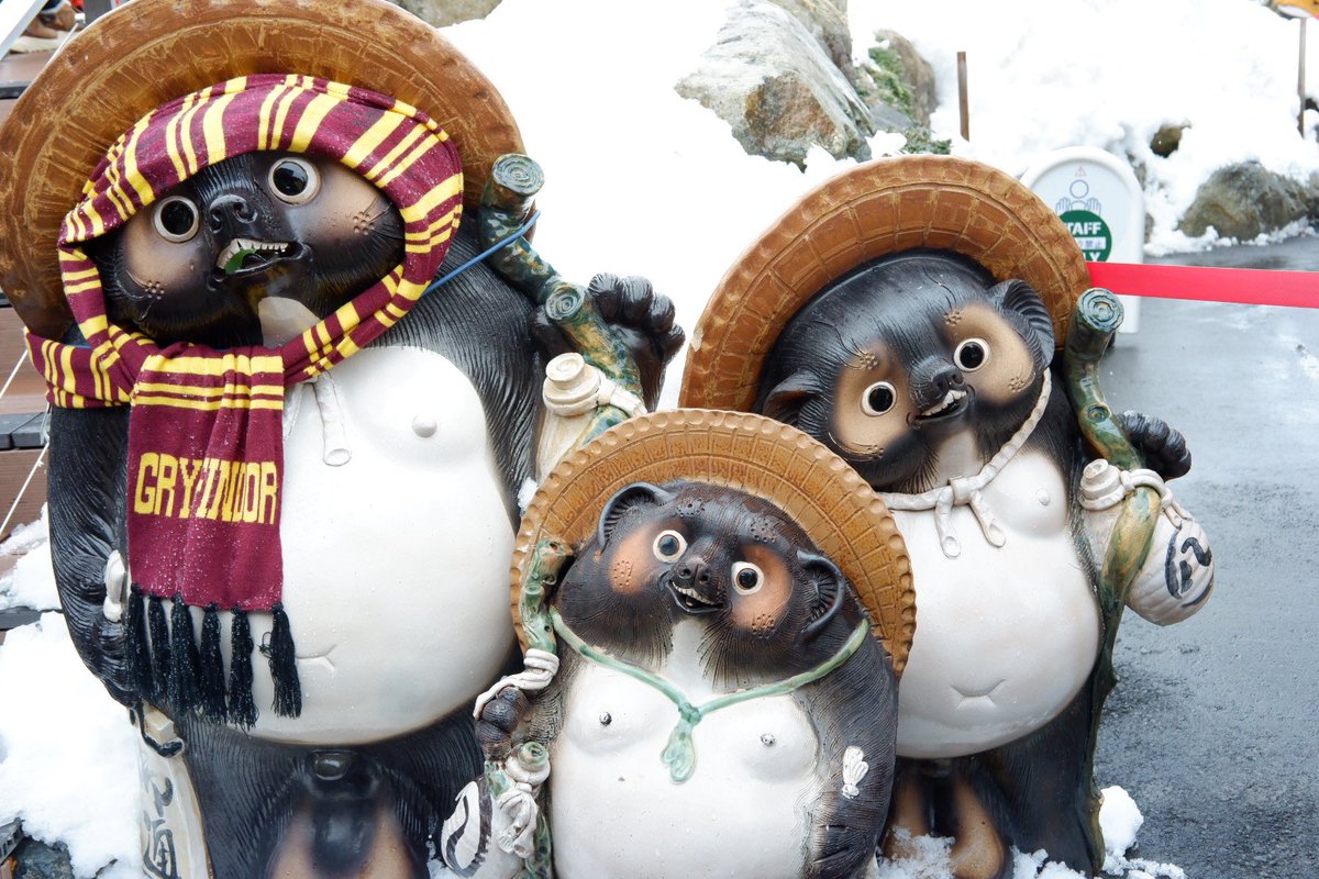 かわいいのいた🦝

口の中に葉っぱが入ってるところも可愛い🌿

#白川郷　#飛騨高山