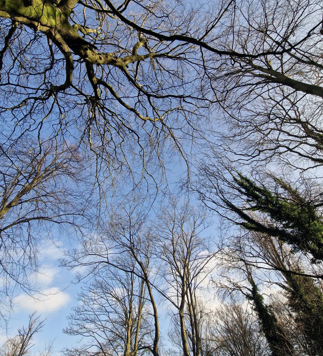 AntheaJames3's tweet image. #GoodAfternoon  hope your days going well. I was looking up on a walk through #HeatonPark  #NEUK  a lovely #BlueSky  and plenty of branches. #TreePeople #TreesOnTuesday #TuesdayBlue
