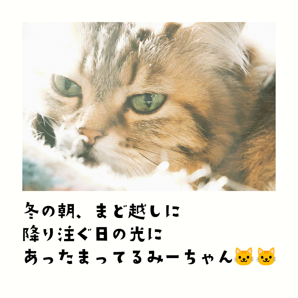 graphics29871's tweet photo. 今シーズン最強クラス寒波到来とのこと 皆様ご自愛ください❄️❄️  

#冬の朝 #真冬 #冬 #窓辺 #愛猫 #ねこ #ミーちゃん #みーちゃん #今シーズン最強寒波 #名古屋 #お写んぽ #ファインダー越しの私の世界 https://t.co/FXK2r81d2v