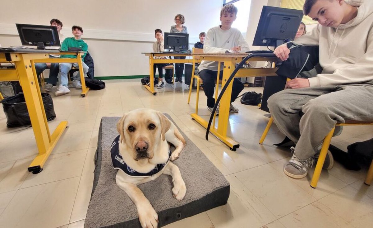 🇫🇷🐕 INSOLITE | "Le chien ne nous trahit pas". Un lycée a accueilli Urda, un labrador, à Aurillac. En plus d’être "un confident", sa présence a baissé l’absentéisme et augmente la concentration.
