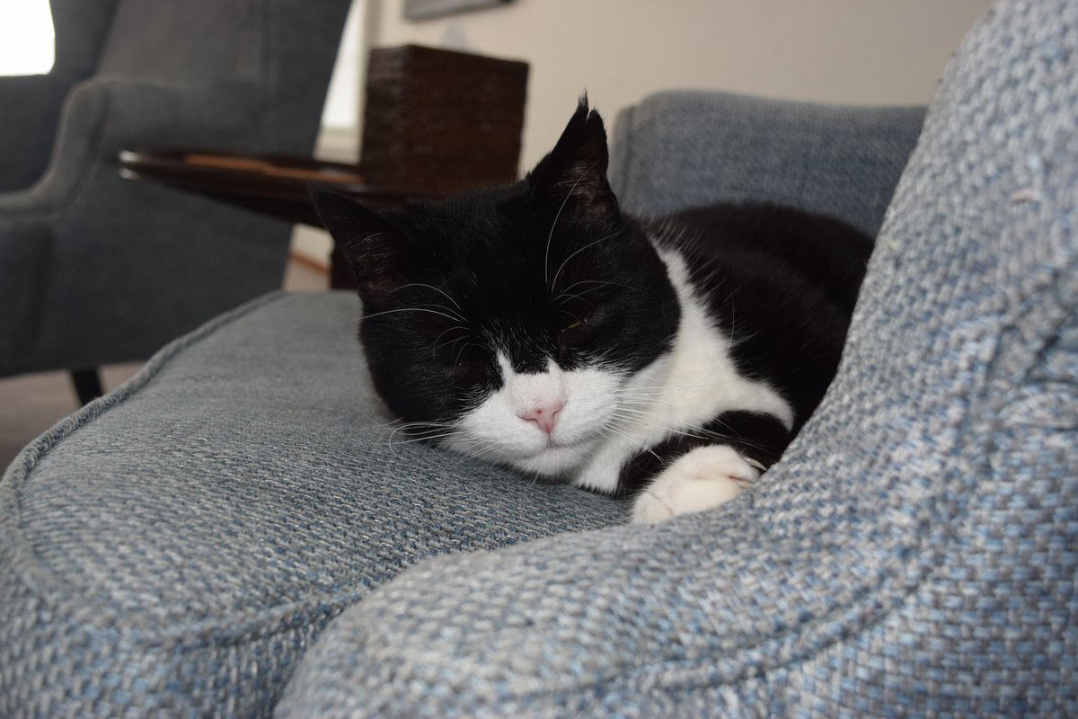 DiploMog's tweet image. Diplomacy and a purr-fect role have lured me out of retirement. I’ve just started work as feline relations consultant (semi-retired) to the new Governor of Bermuda. I’ve been busy meeting very welcoming Bermudians @TheRoyalGazette @FCDOGovUK