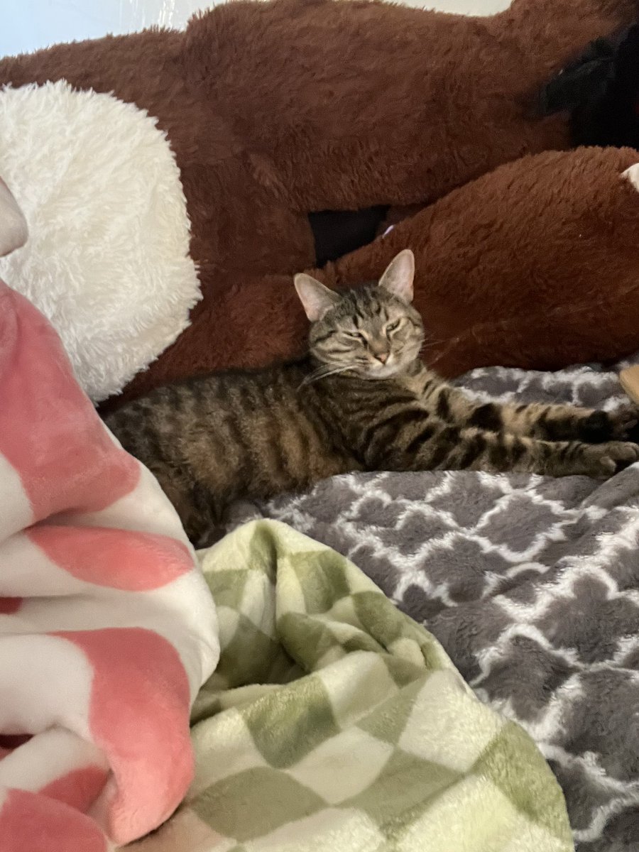 Sorry for not being active moved recently to take care of medical stuff and then got really sick after moving. Be back to our regular streaming soon. Take this picture of my cat falling asleep as payment for slacking. #vtuber