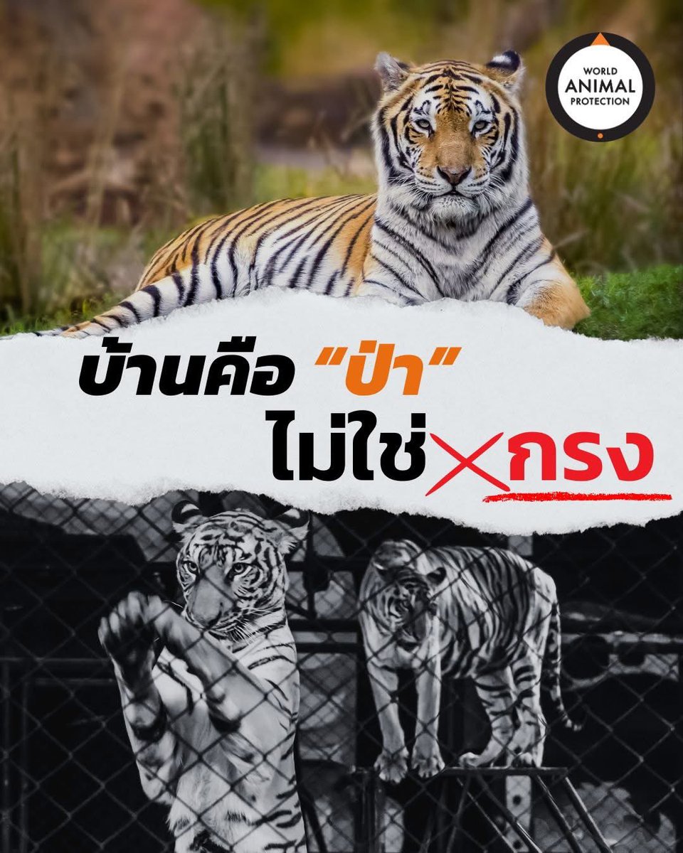 🐅#บ้านของสัตว์ป่าคือในป่า🌳 ❌ไม่ใช่ในกรงขัง💔 ลองคิดดูว่าถ้าเป็นเรา จะอยากอยู่แบบนี้หรอ?

มาร่วมหยุดความทรมานนี้ให้หมดไปกับเรา‼️ สนับสนุนงานรณรงค์ได้ที่ worldanimalprotection.or.th