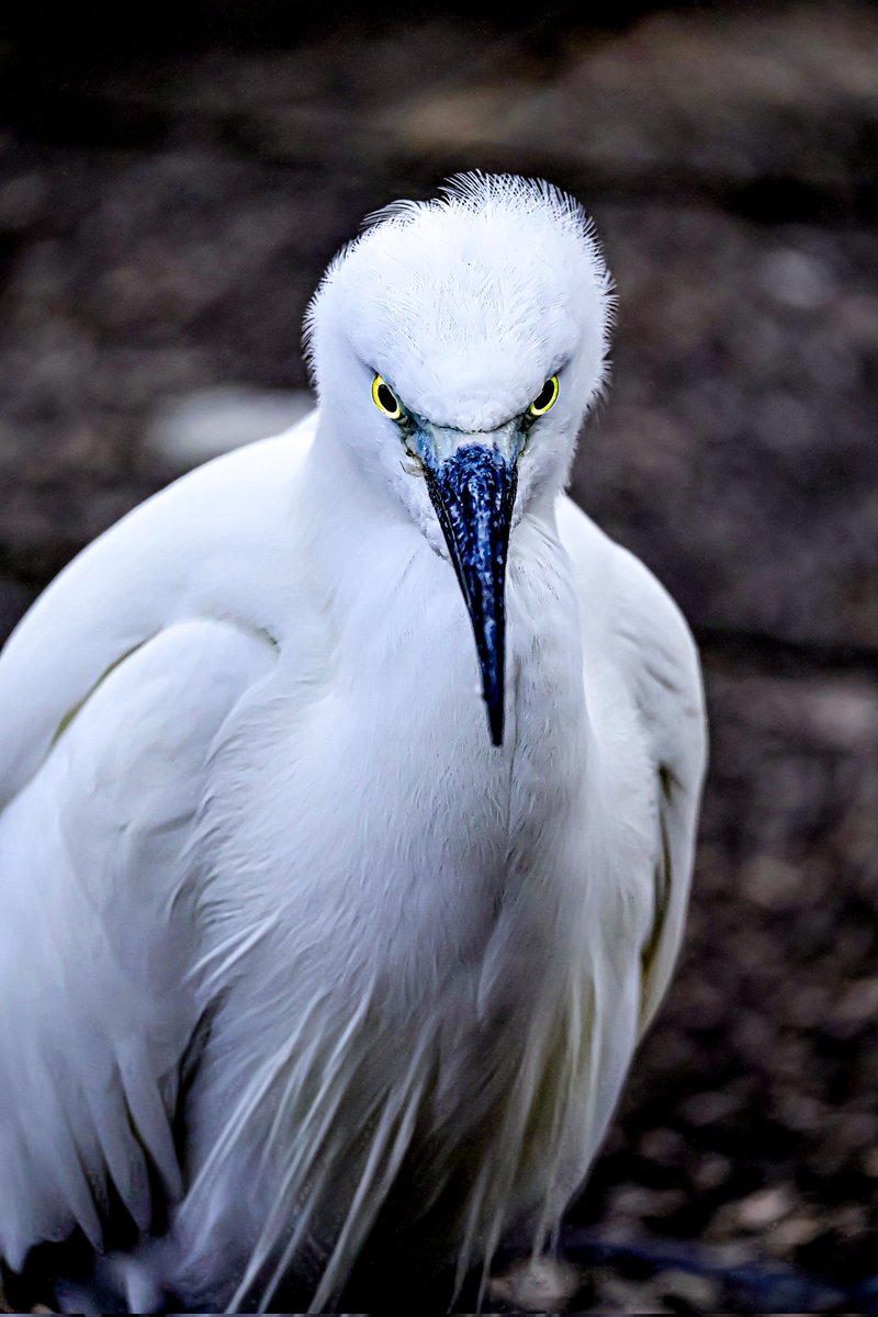 EiQzzo8's tweet photo. Here are close-up photos of birds I took
How do you guys think ?

You can click the pic to see the full photos

#birdphotography #birdshot 
#closeup #egret #wildlifephotography 
#wildanimal #birdwatching https://t.co/7IPrl4PLdE