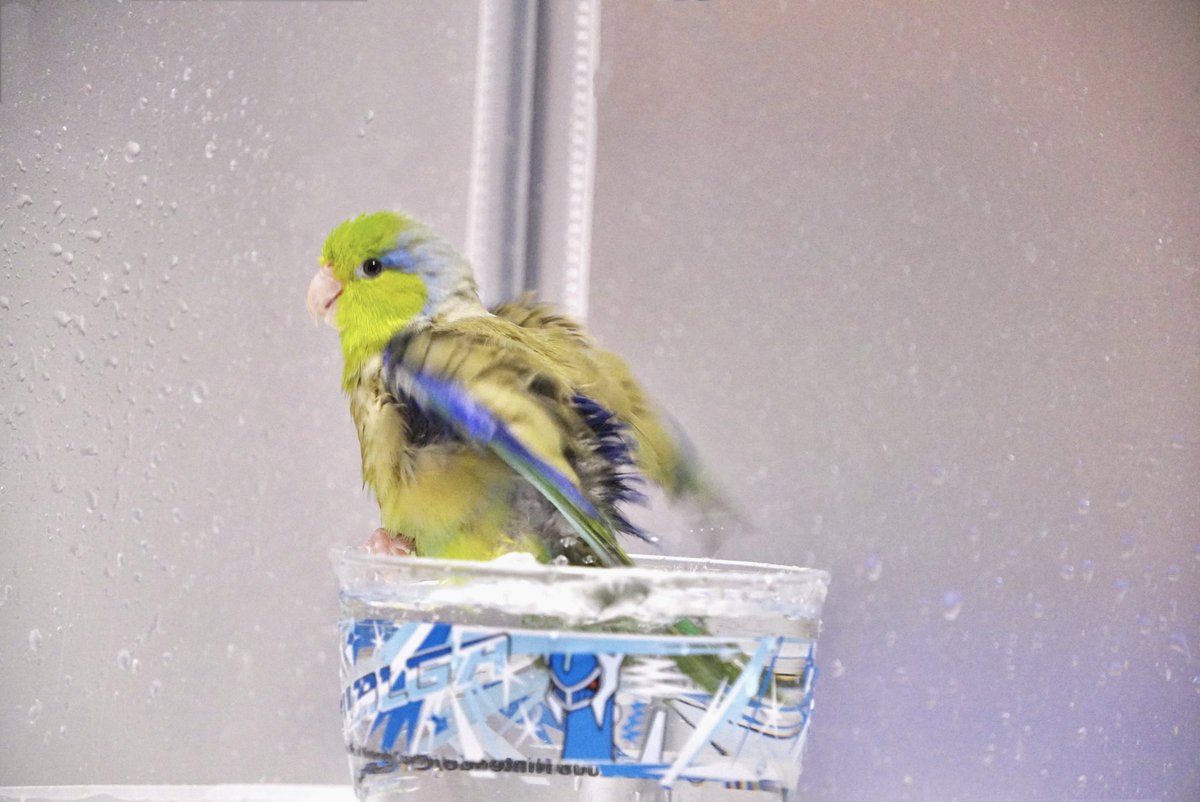 cyampinist's tweet photo. 水浴び下手っぴちゃんだから応援してあげるとちょっと得意げになる https://t.co/dKV8nKtsK2