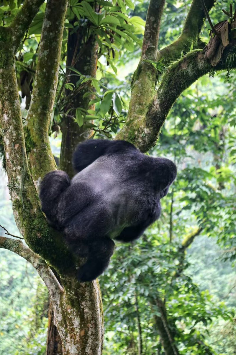 BeautifulUG520's tweet image. #Bwindi #GorillaTracking #ExploreUganda #UgandaSafari