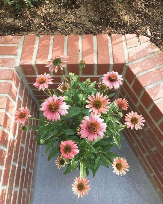 ꜱᴍɪʟᴇ สาลี่ ࣪ 𝜗𝜚 ✨ 🐱 🐥 tweet media