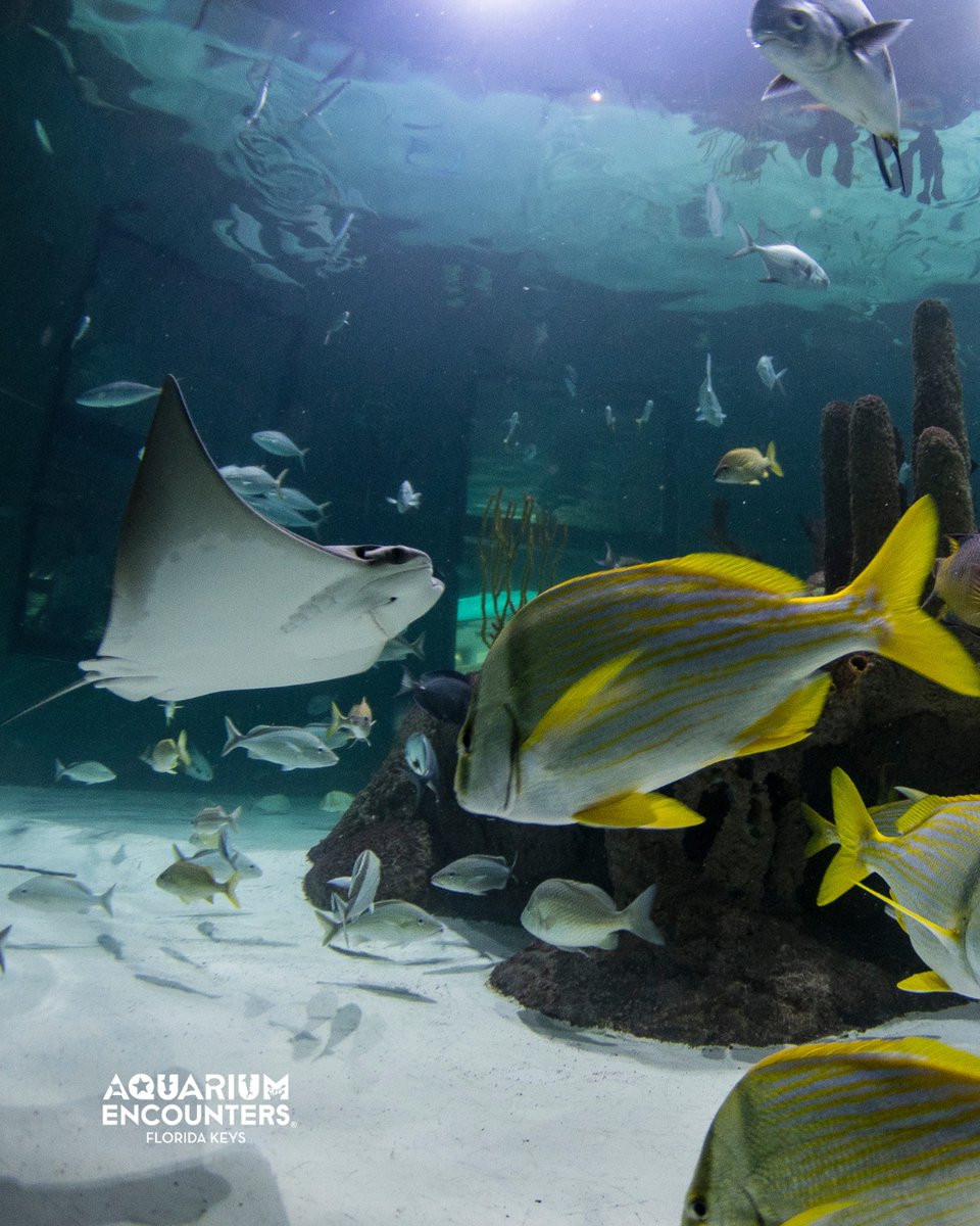 FLKeysAE's tweet image. Someone must tell Mr. Stingray it's not just a common courtesy to signal before turning — it's sea law.