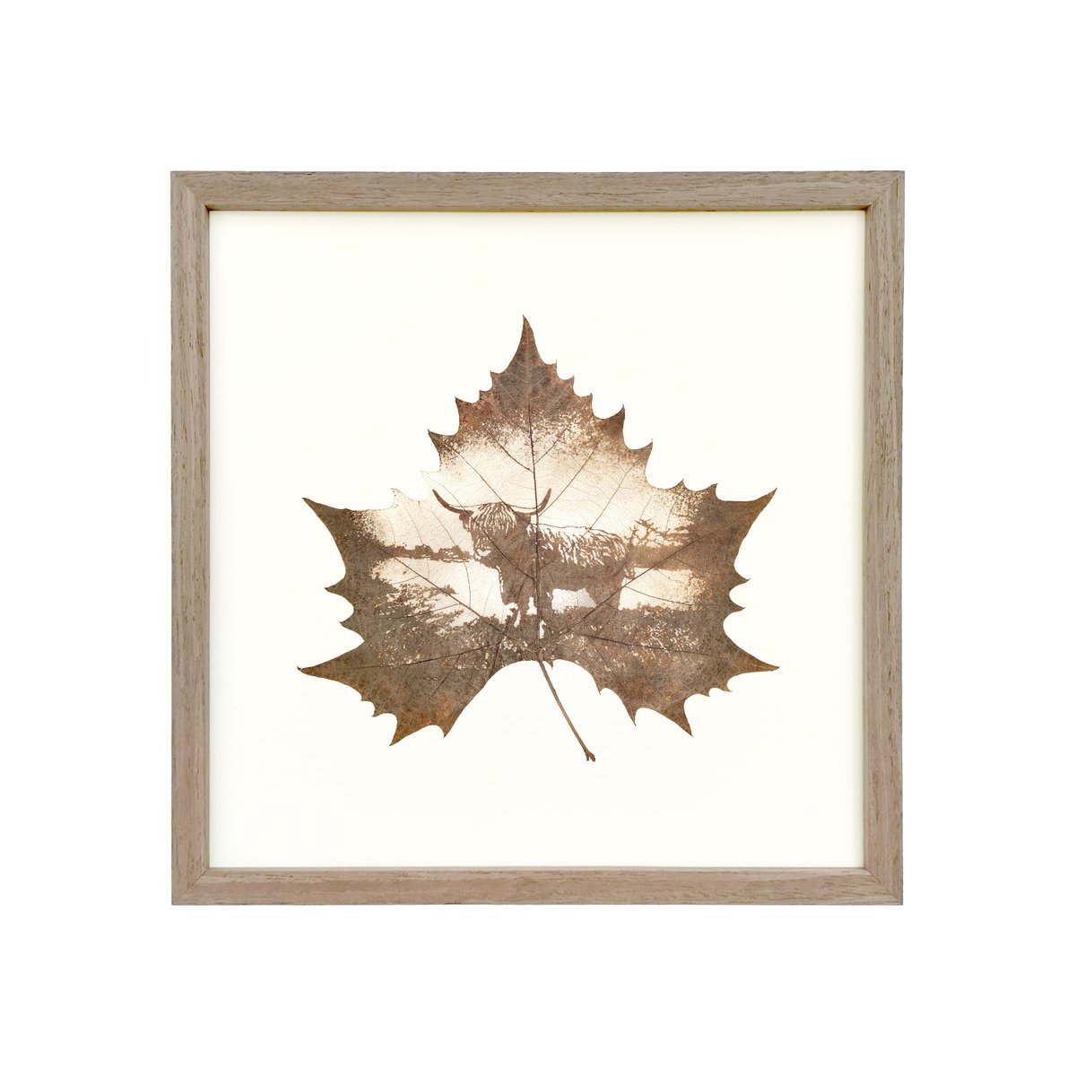 Flora_Whisper's tweet photo. Bring the rugged beauty of the Highlands home with our Highland Cow Leaf Art. Handmade from fallen leaves, a unique piece of Scotland’s charm. 🌿🐄#HighlandCowArt #LeafCarving #NatureInspiredDecor #EcoFriendlyArt #ScottishHeritage #HandmadeInTheUK #HomeDecorGoals #UniqueArt https://t.co/Hzdygbg6UE