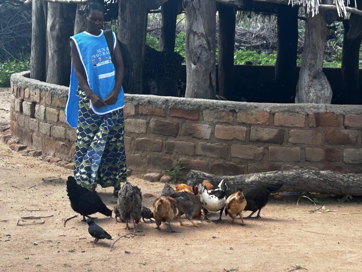 FAOZambia's tweet photo. 🐓Supporting Farmers Amid Drought
📍 Monze District – 288 smallholder farmers received 1,444 chickens under the #SUNII programme, part of @FAO’s drought response to aid smallholder farmers.
👩🌾 Grenda Himakanda, a beneficiary, watching over her newly received chickens. https://t.co/B7DHdyC771