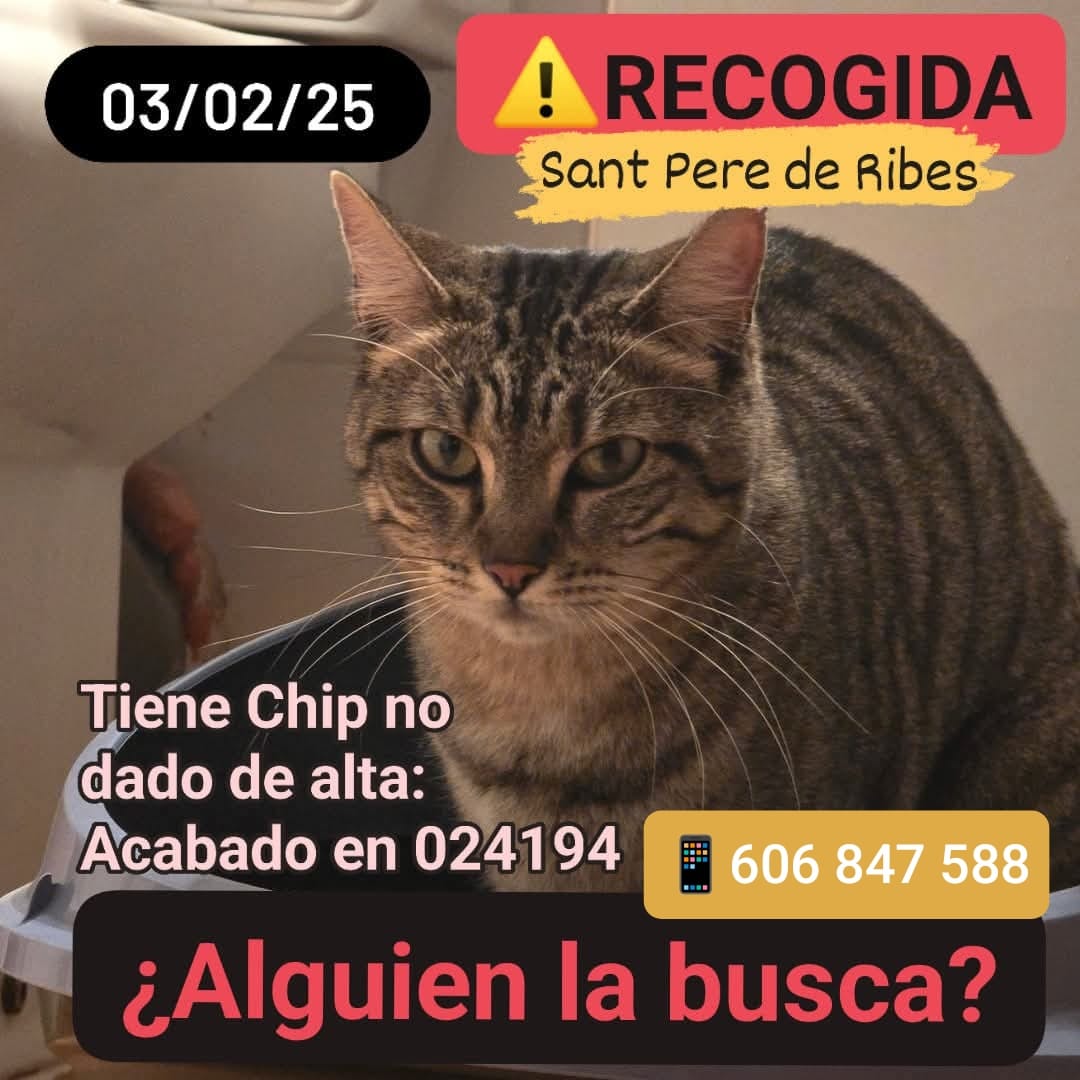 gats_protectora's tweet photo. #gat #gato #gatoperdido #gatperdut #gata #gataperduda #gataperdida #xarxaanimalista #animalista #XarxaBarcelonaPerduts #protectoradegats #perdut #perdido #santperederibes https://t.co/cVoPEuUzQT