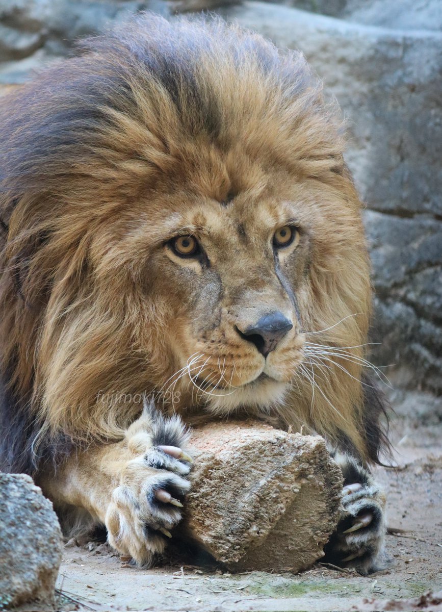 fujimaki728's tweet photo. 爪研ギル
#日本平動物園 #ライオン https://t.co/6TLIU4yTD3