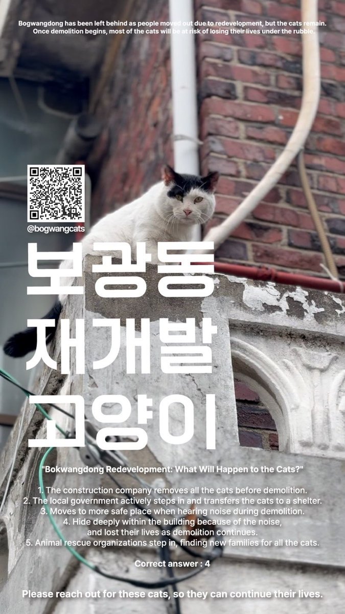 ⚡️긴급한 정보가 있어요.
아래 뉴스를 한 번씩 클릭해 보시구요.
300마리 이상의 고양이들이 떼죽음 당할지 모르는 위기입니다. 3월부터 철거하는 동네에 고양이들
 이야기에요.
저 뉴스 보고 안타까워하는데, 아래 케어테이커분과 우연히 인연이 닿았어요. 직접적인 문의는 아래
스레드 방문해