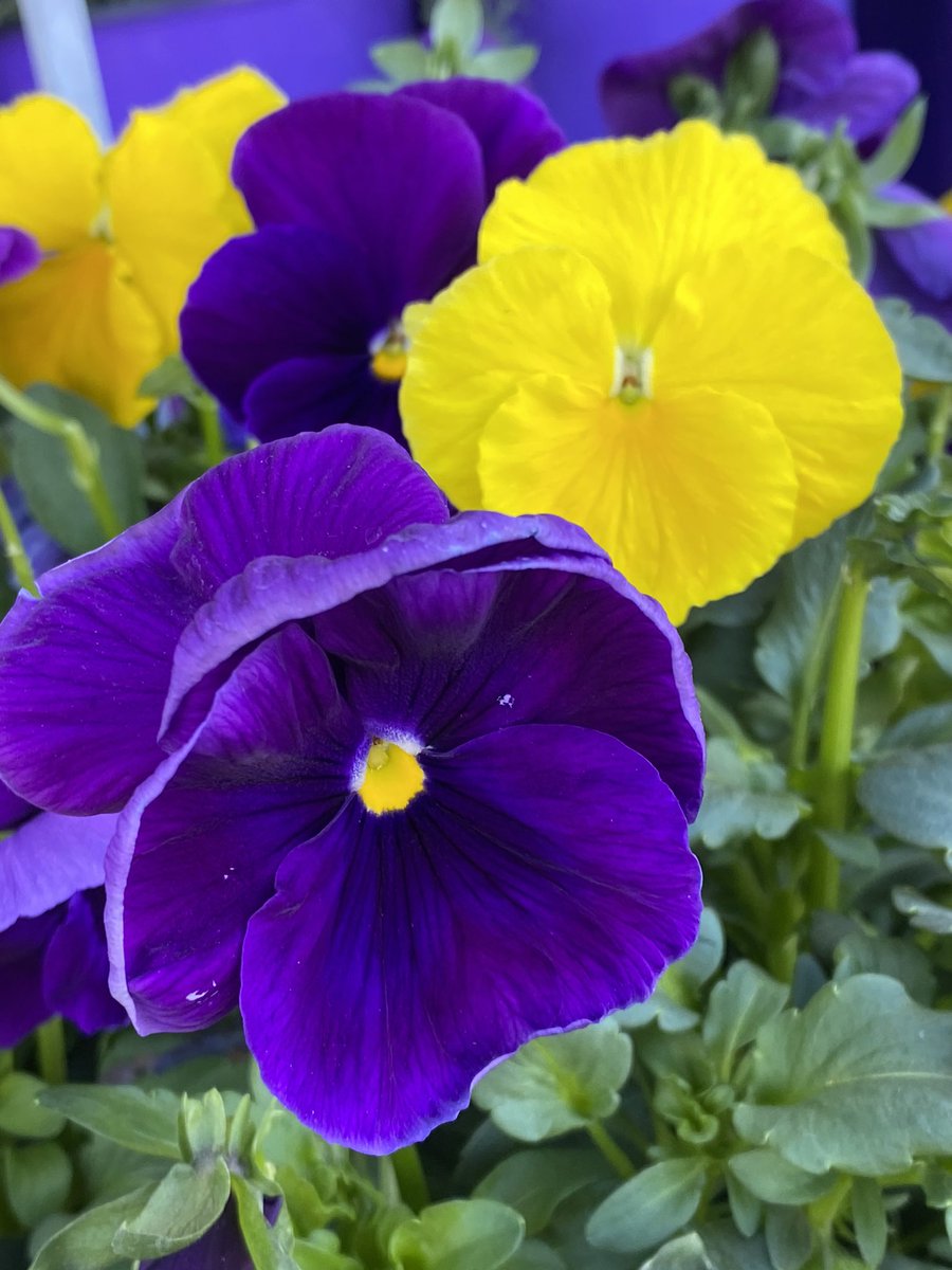 kathy_husser's tweet photo. Happy Tuesday from the pansies and their bright little petals. #flowers #gardening https://t.co/8P835xpf50