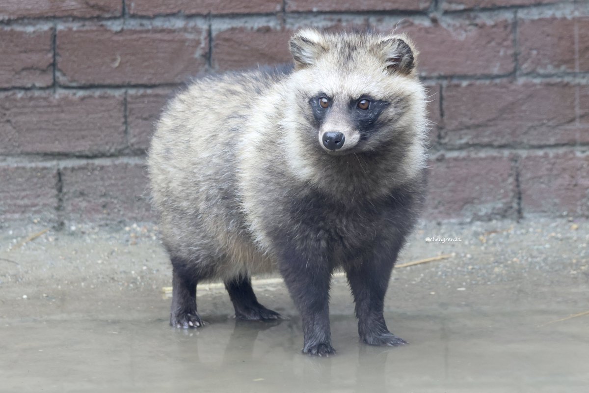 水棲のたぬき・スレッタ #しろとり動物園 #ホンドタヌキ