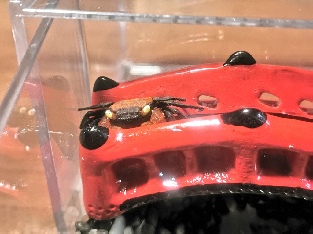 douhoku_rep's tweet photo. テーブルの上でカニ飼うのめっちゃおもろい
ダイソーの化粧品コーナーにあったアクリルケースぶち抜いて網貼って、砂利と水突っ込んだだけという手軽さ🦀
＃レッドデビルクラブ
＃カニ https://t.co/eRpWg4XIUV