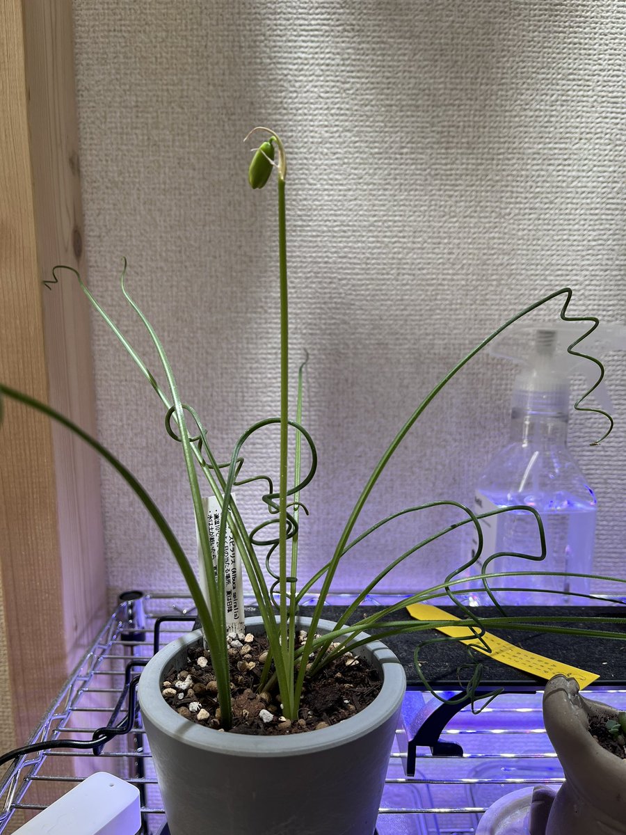 Kinose_kny's tweet photo. アルブカスピラリス花が咲きそう
というかめちゃくちゃ倒れるんだけど何で？🤔💭
支えたいけどとりあえずほっといてる…

フォーチュンベゴニアの花がかわいいすぎる🥺
どんどんつぼみがついて楽しみ！🥰 https://t.co/bVBkkET0b7