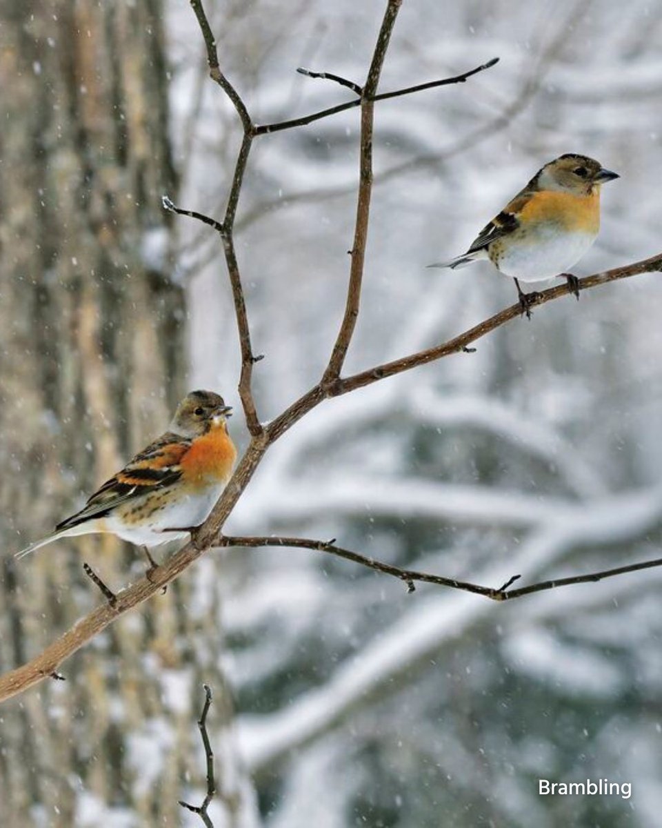 Thriving in snow! ❄️

Birds are ‘little champions’ who efficiently survive the winter on their own. 🐦

The ‘plumpness’ of the Varied Tit is a life-preserving measure against the cold.🌨️

They store fat for the winter and inflate their feathers to trap air between them to prevent