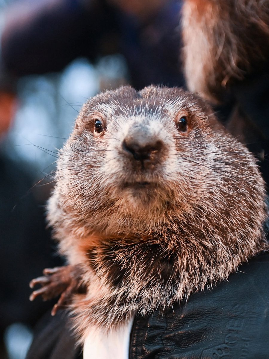 AskAlexEnglish's tweet photo. 今日はありがとうございます！

日曜日にPunxsutawney Philは彼の影を見ました、それはさらに6週間の冬を意味します！暖かくしてね！

Punxsutawney Phil saw his shadow on Sunday which means 6 more weeks of winter! Stay warm out there! 

またね〜！☺️ https://t.co/1MWHaC6ub7