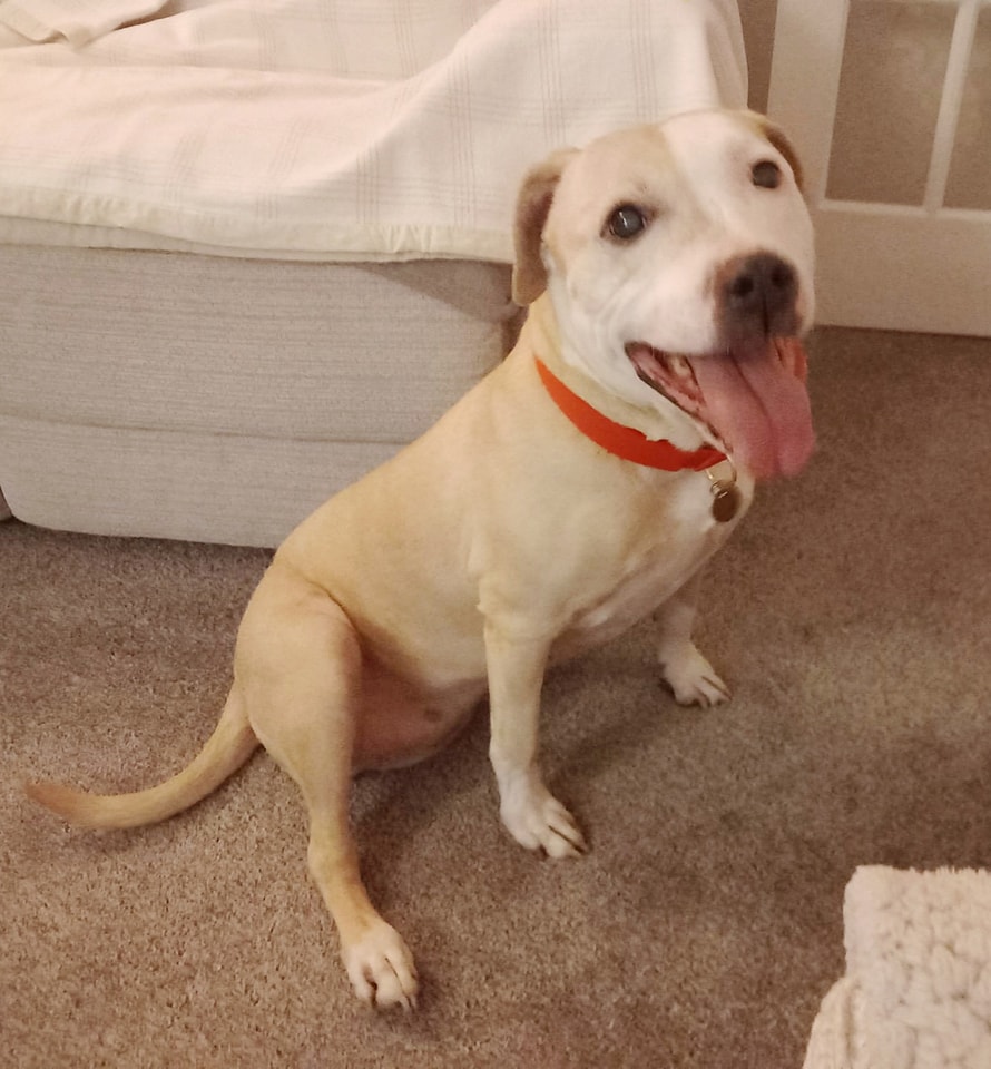 Urgent please share to help Missy find a home #SUSSEX #ENGLAND #UK 
AVAILABLE FOR ADOPTION, REGISTERED BRITISH CHARITY ✅
Details of apply for Sandy below 👇
arundawndogrescue.co.uk/sandy
Sandy is 10 yrs old
Not cat friendly
She is looking for her forever home soon as due to unexpected