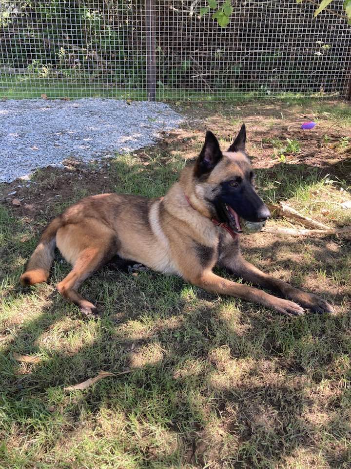 Polly is 4yrs old and she came to us in Aug 22, Polly's confidence has grown with the help of the #Cornwall volunteers, she can live with older kids and is also working on her doggy social skills 
#GermanShepherd #dogs 
gsrelite.co.uk/polly/