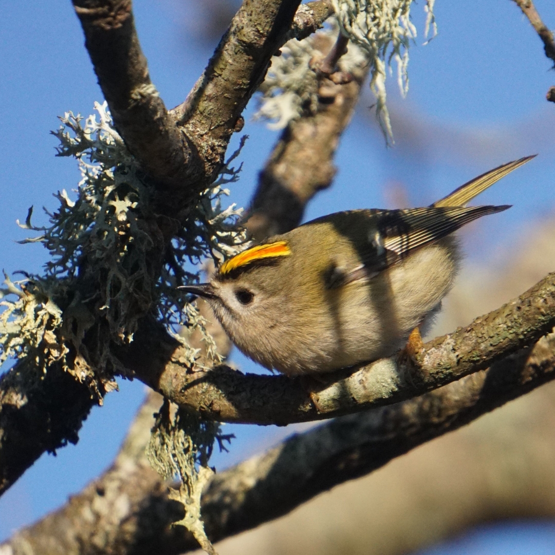 Congratulations to this month's #snappybeaks winner Emma Clapham 📸 

Who spotted this gorgeous goldcrest hunting for tasty morsels amongst the lichen.

Fancy entering our monthly #photography competition? Send your photos to snappybeaks@happybeaks.co.uk to enter!