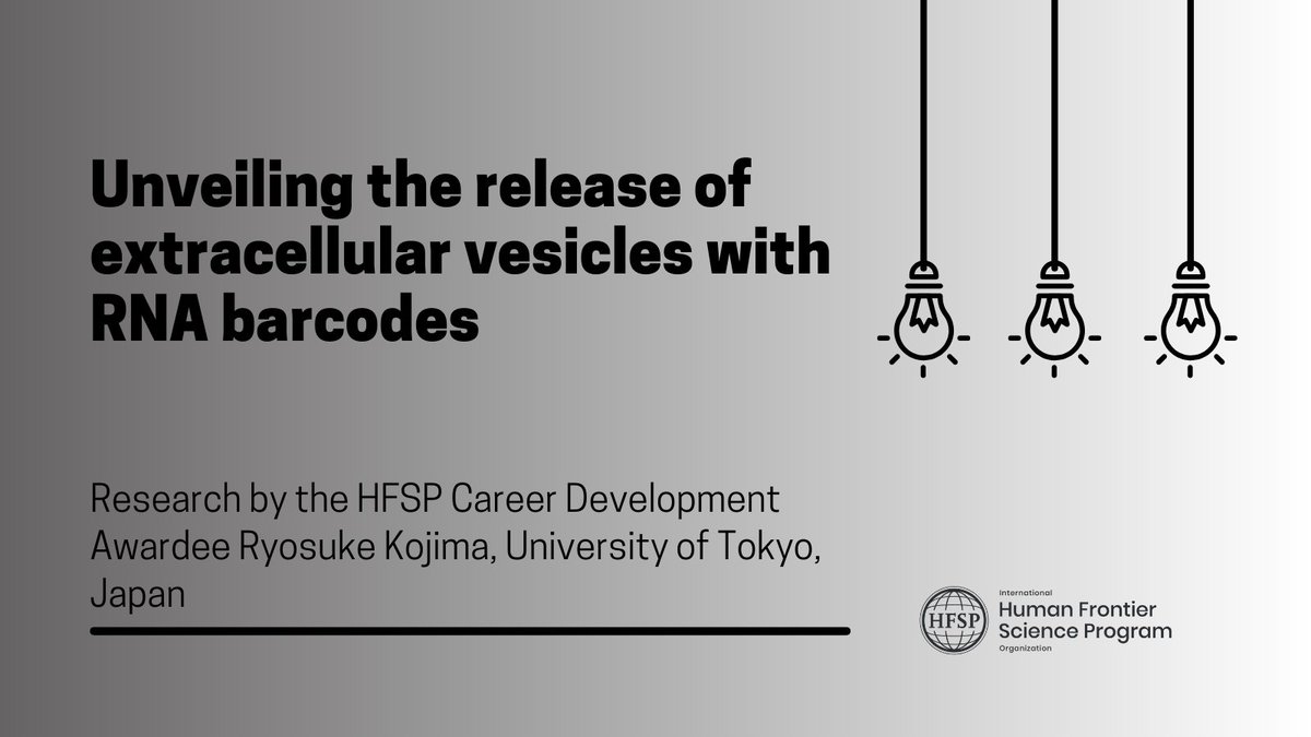 HFSP's tweet photo. Meet CIBER screening!🎉This groundbreaking platform uses #CRISPR gRNA-barcoded small extracellular vesicles (sEV) to identify new regulators of sEV release. Created by #HFSP Awardee @RyosukeKojima4 this marks a big leap for #cellcommunication research!👏
📰https://t.co/kCA4rNruFk https://t.co/WjMl90vkW2