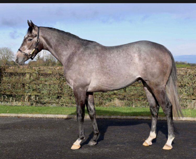 "David Mooney of Treascon Stud mentioned to my father [Donal] that this horse was available, so we went and had a look at him, really liked him and decided to take him on."

Unfamiliar sire Sassofortino in the mix at this week's Goffs February Sale 👉  bit.ly/3EzXNbp