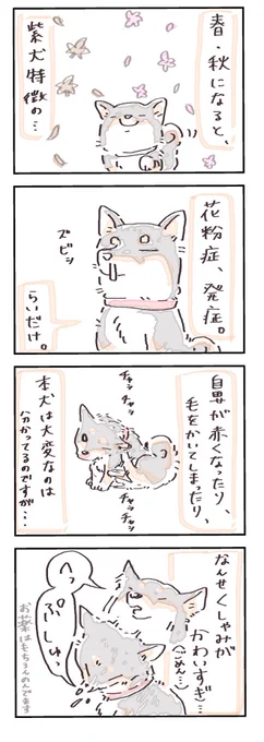 (再掲)柴犬も人間と同じ
#4コマ漫画  #柴犬  #日常 